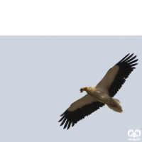 گونه کرکس مصری Egyptian Vulture